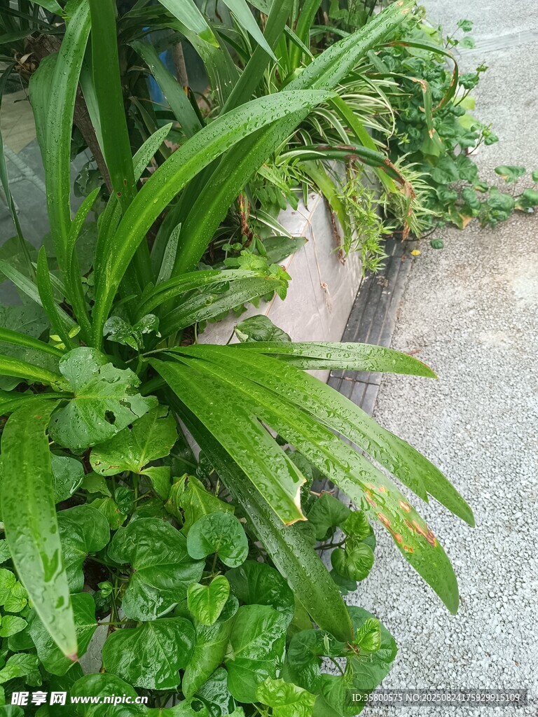 翠绿繁茂的庭院绿植