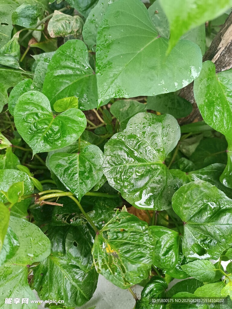 翠绿心形叶片的植物