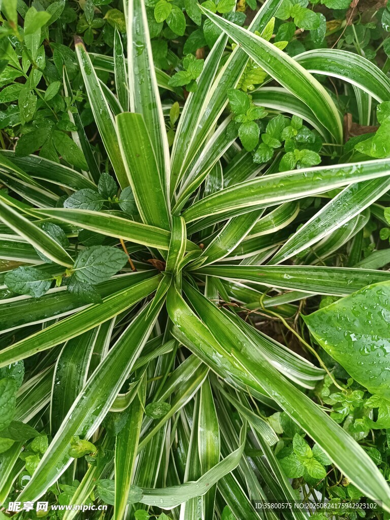 金边吊兰特写