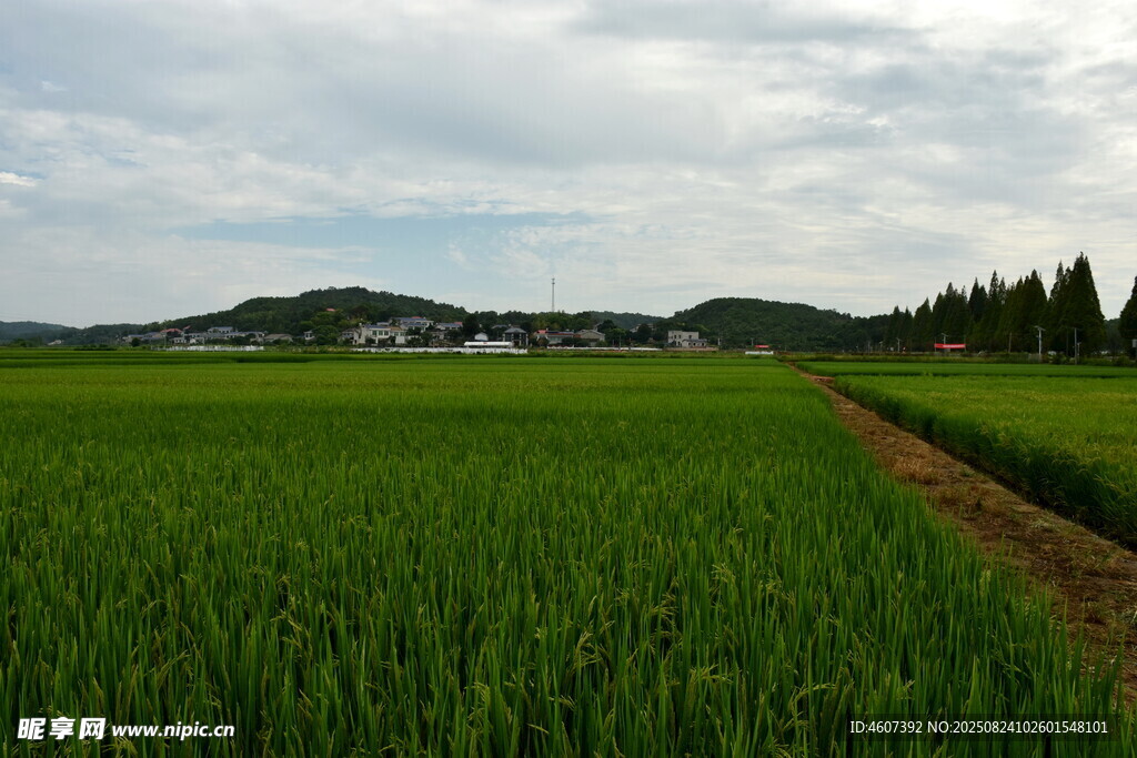 田园绿野风光