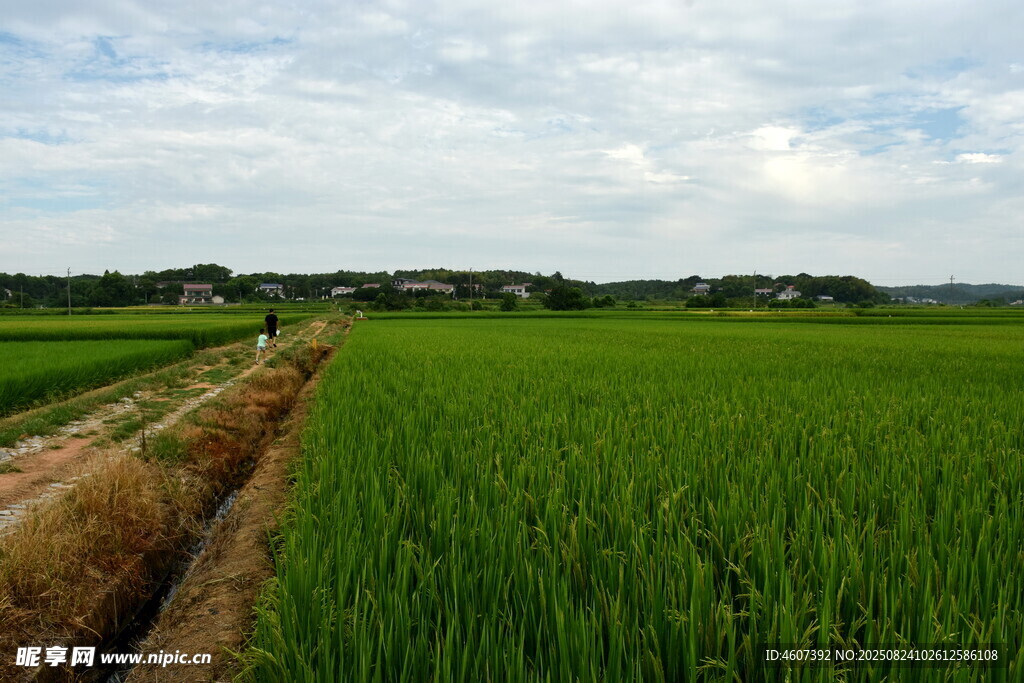 田园绿野风光