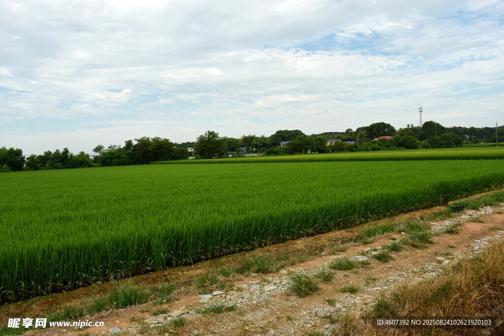 广袤绿色农田风景