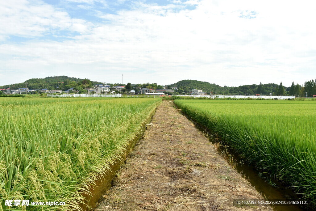田园小径穿行于翠绿稻田