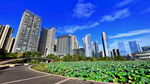城市荷塘畔的高楼美景