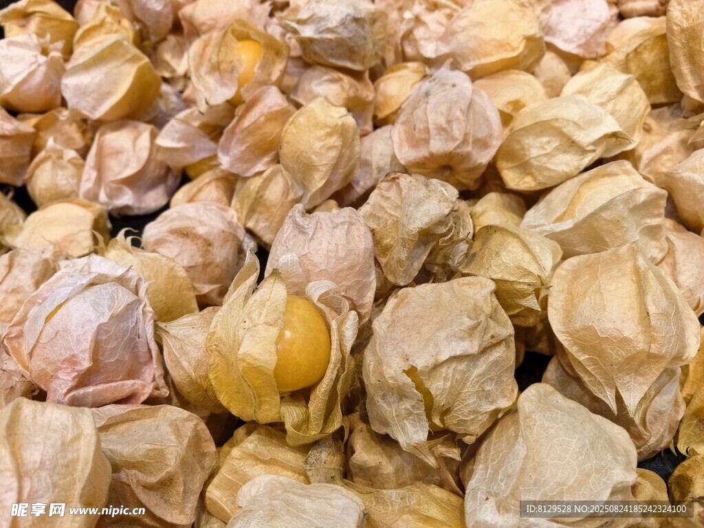 灯笼果特写