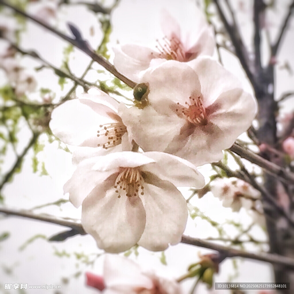 粉嫩花朵