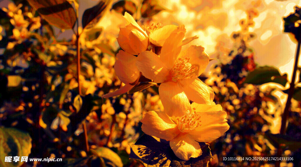 金黄花