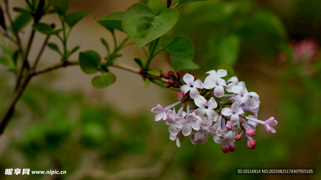 紫丁香花枝