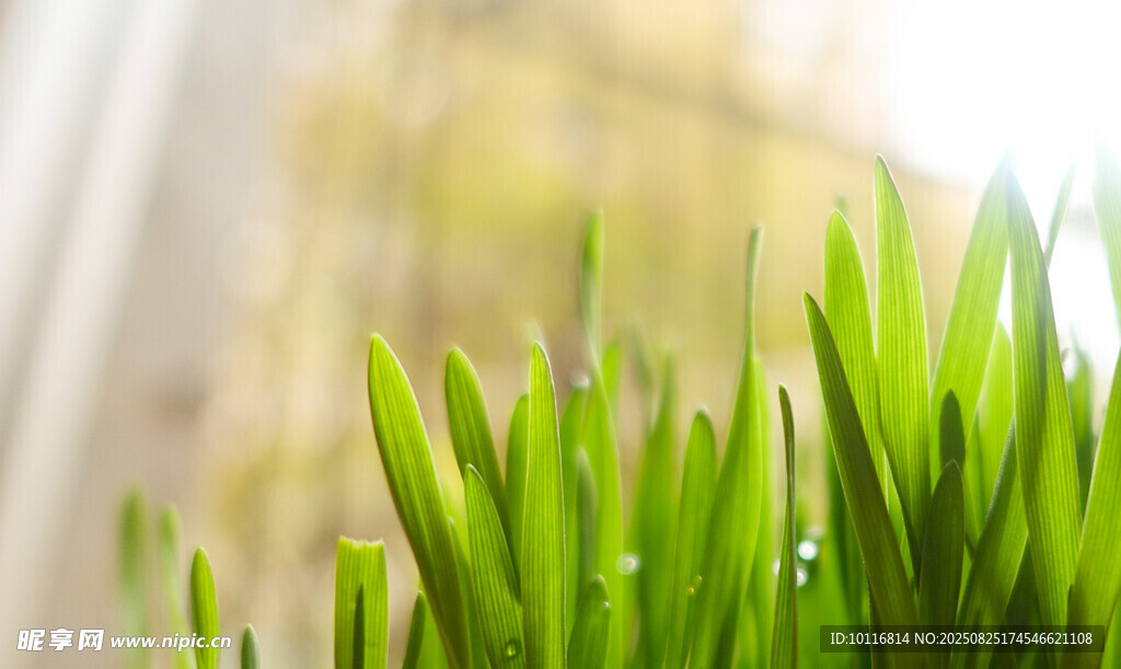 嫩绿青草