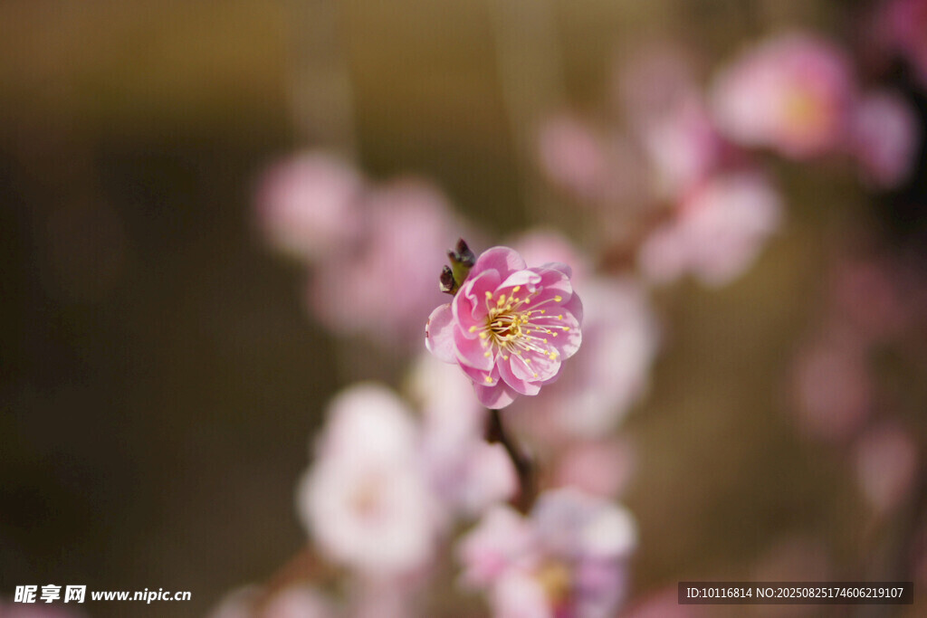 粉色梅花