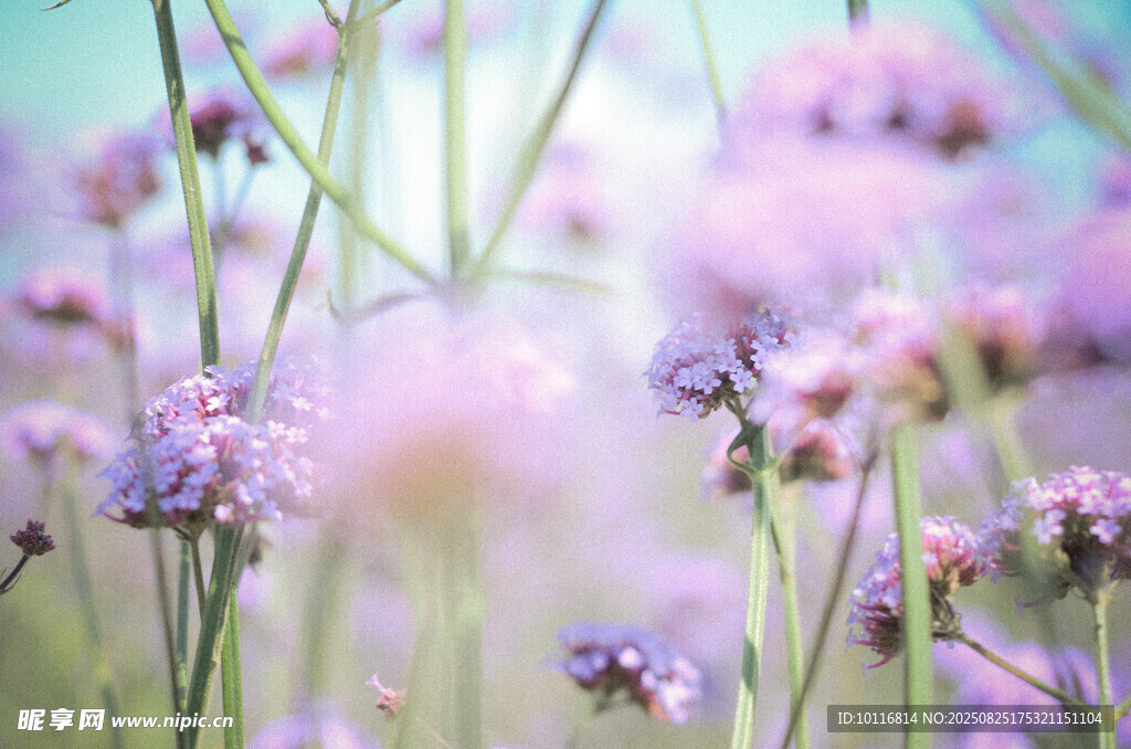 紫色小花