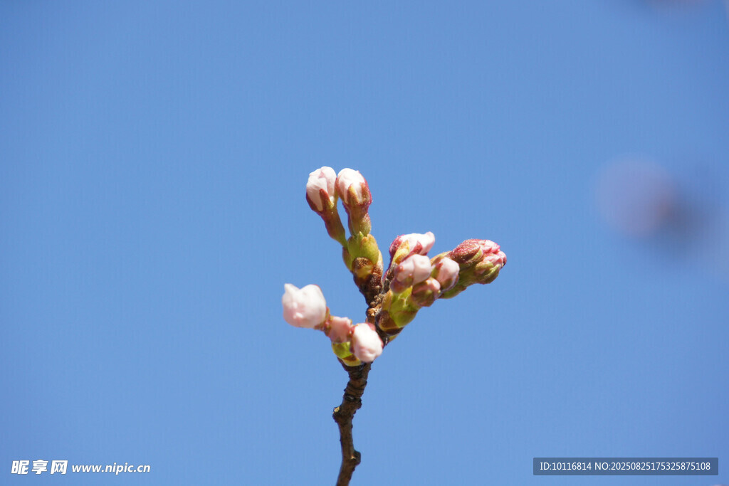 粉嫩春花