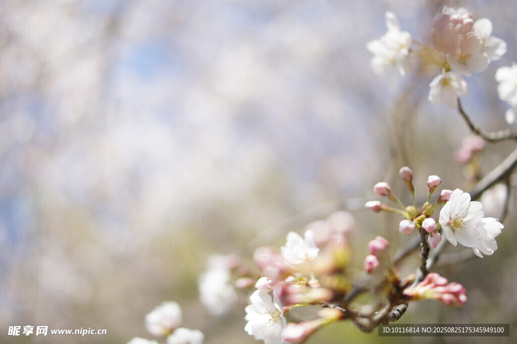 樱花枝