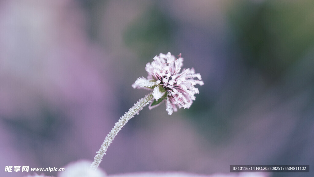 单枝小花
