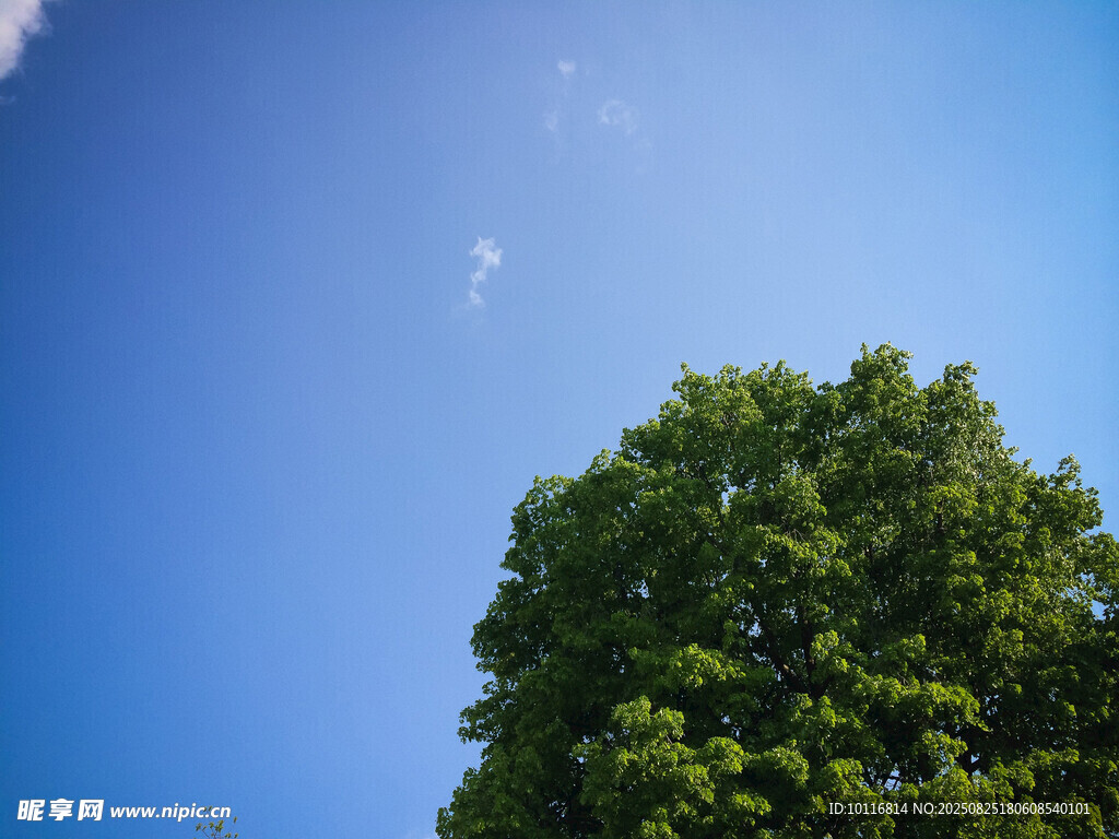 蓝天绿树