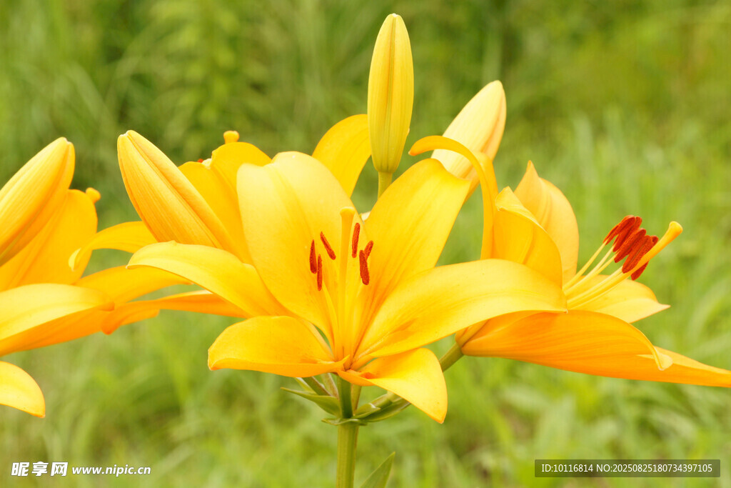 黄色百合花