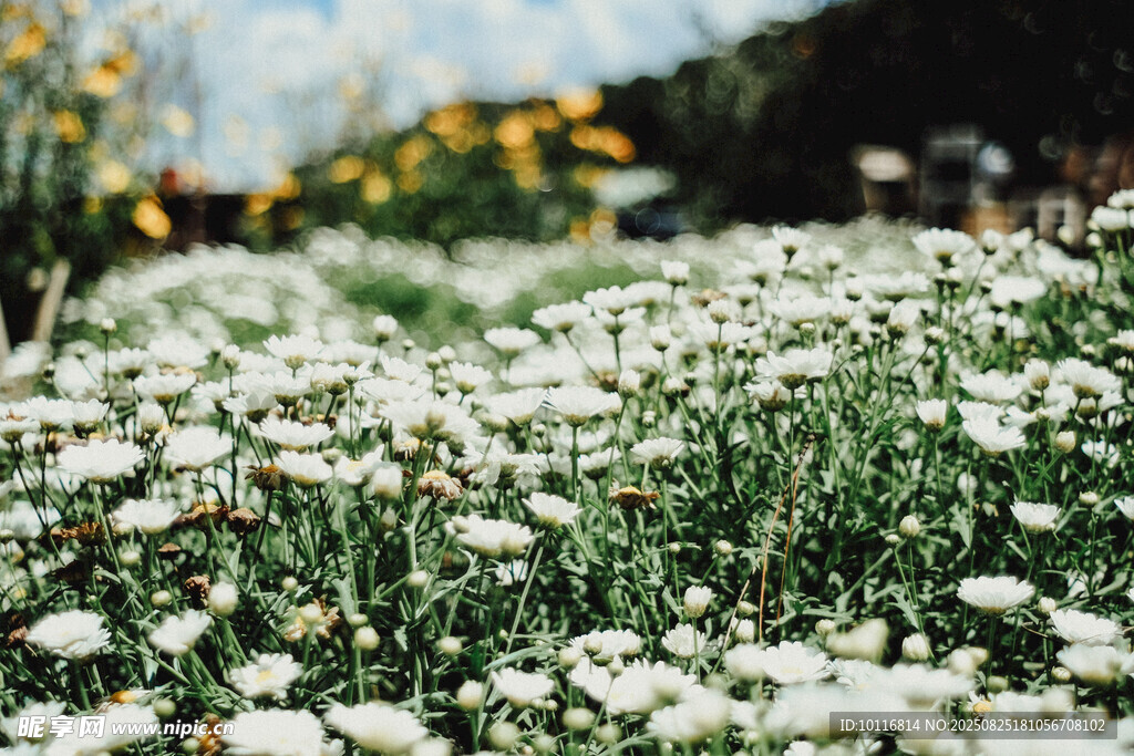 遍野雏菊