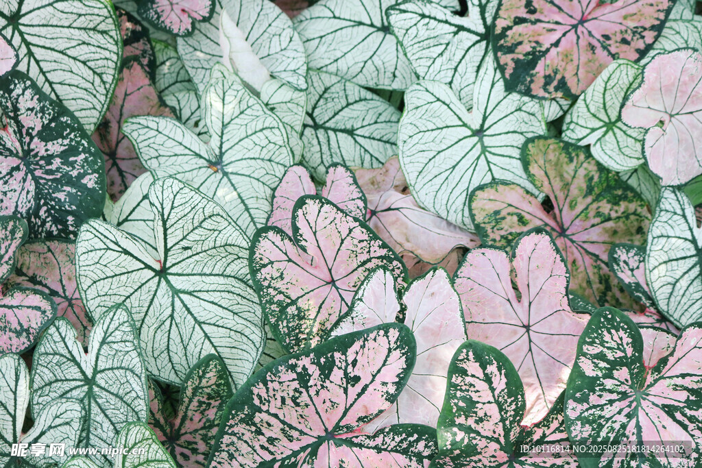 花叶芋叶片