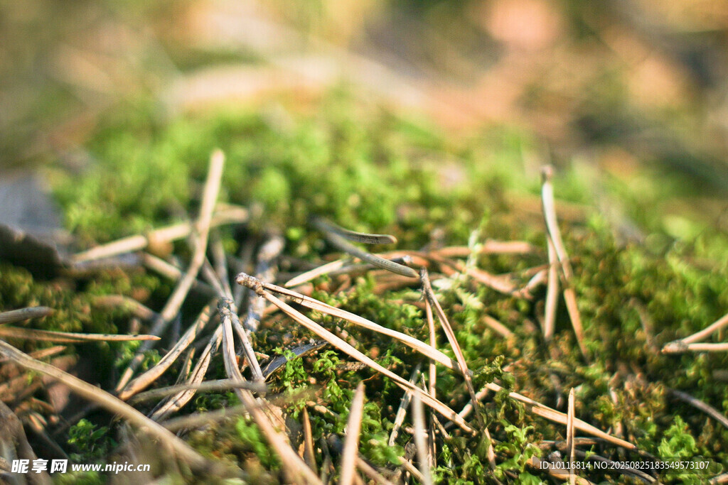 苔藓松针