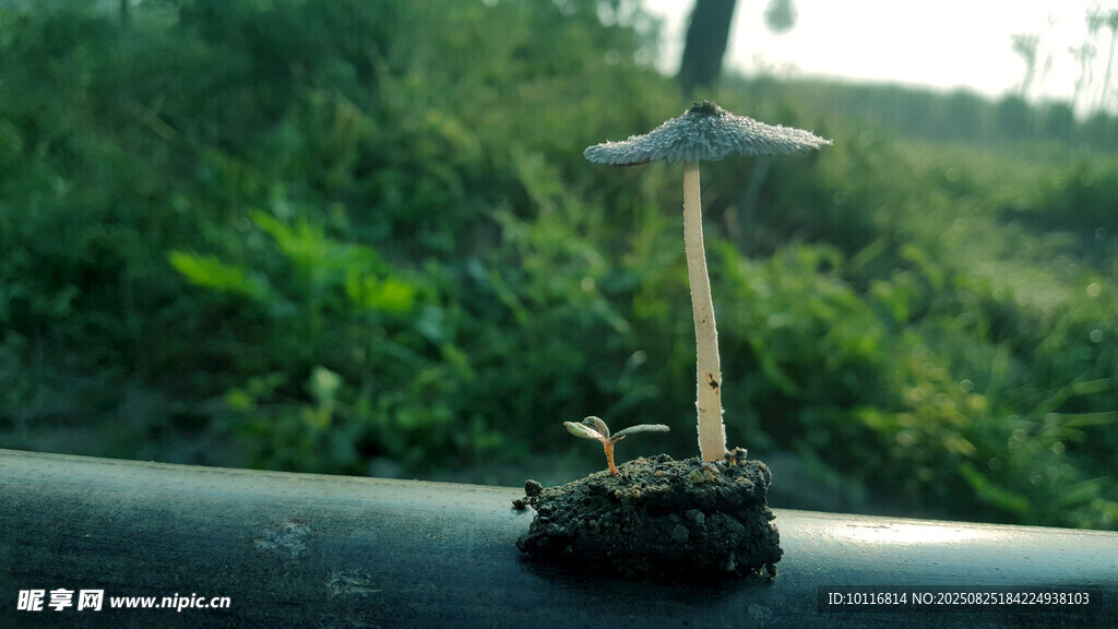 小蘑菇