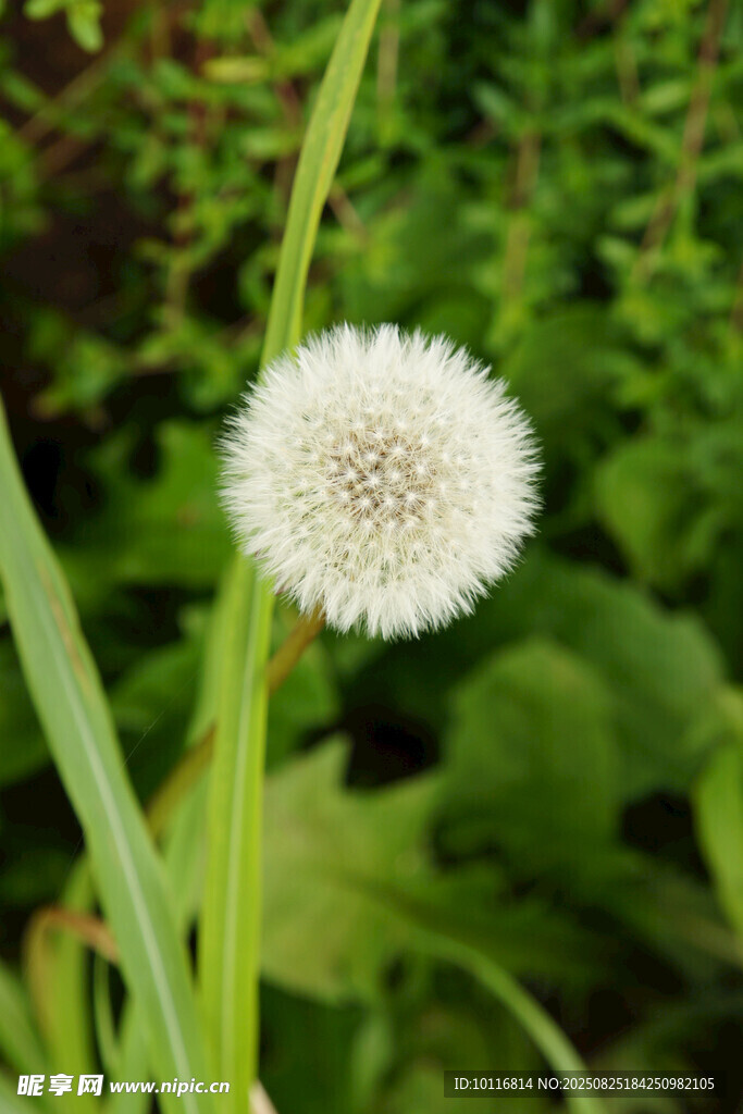 白色蒲公英