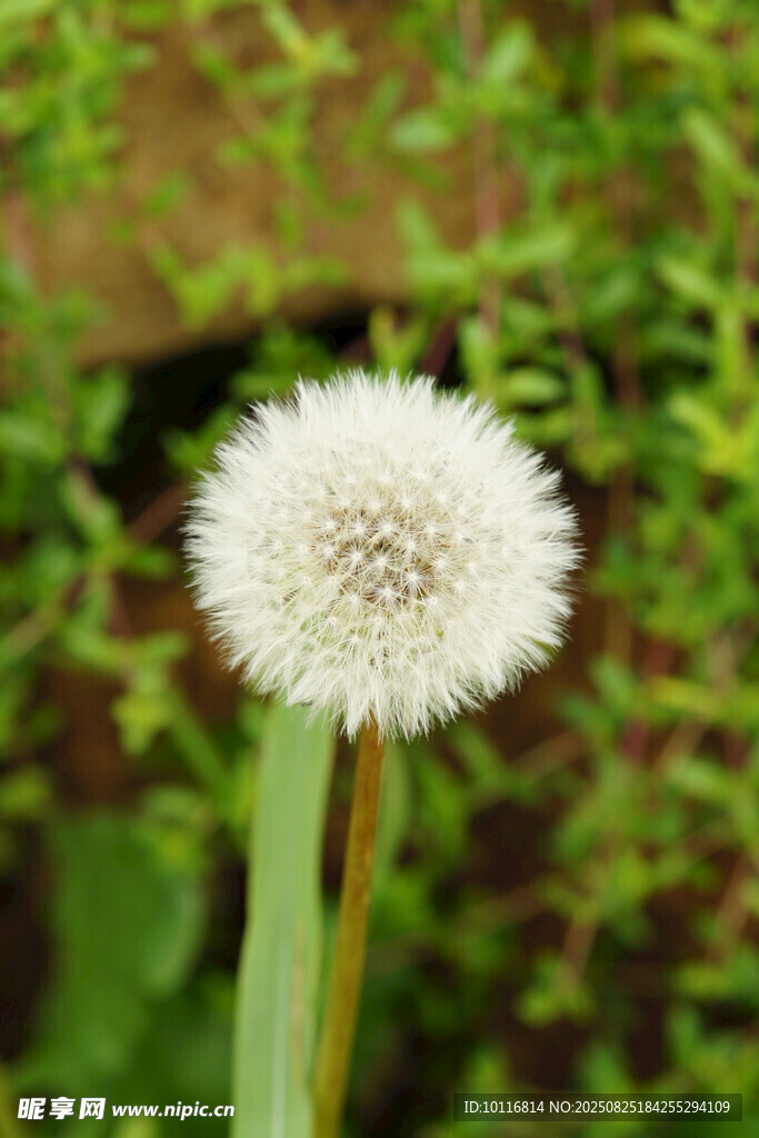 白色蒲公英