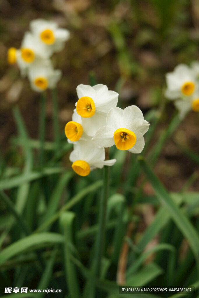 黄蕊水仙花