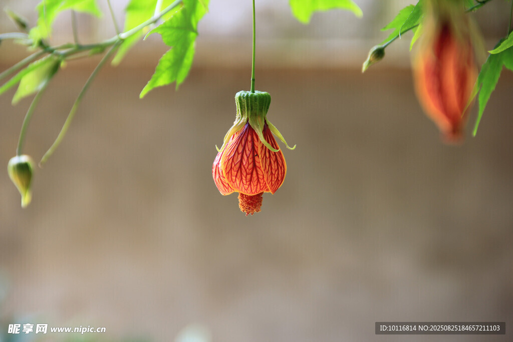 橙红色灯笼花