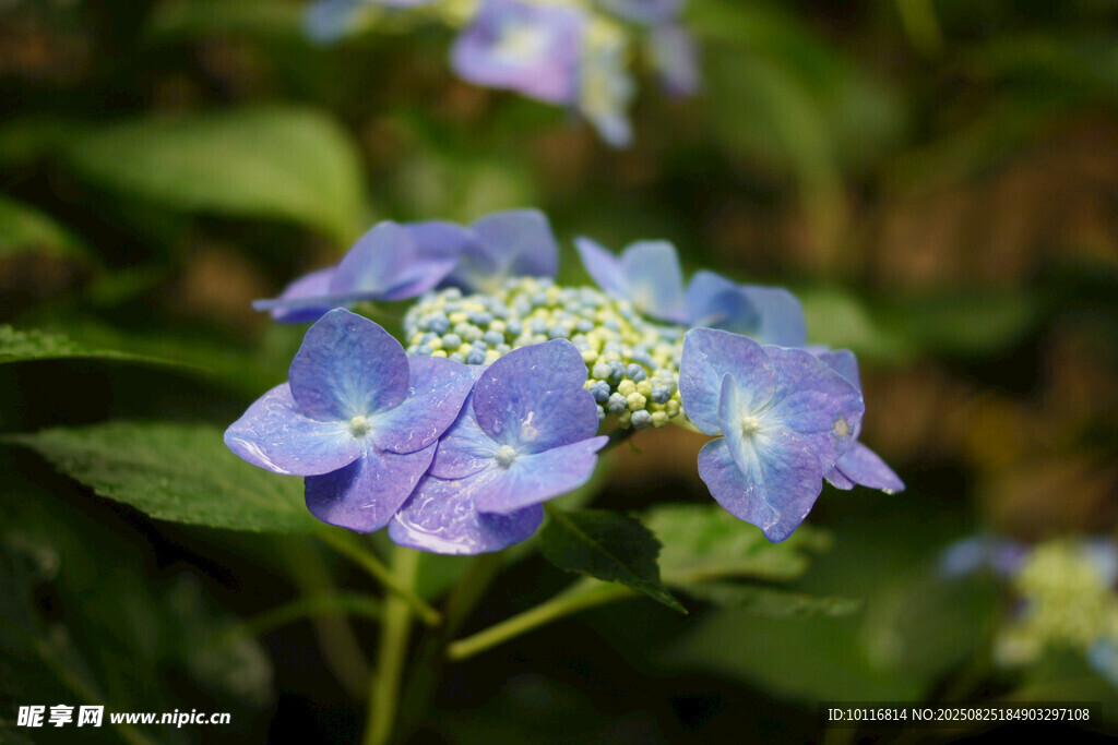 蓝紫色绣球花