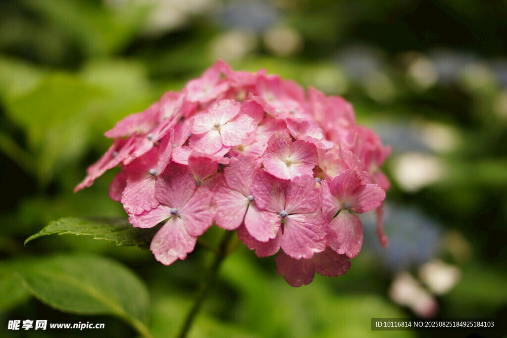 粉色绣球花
