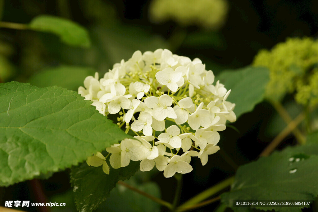 白色绣球花