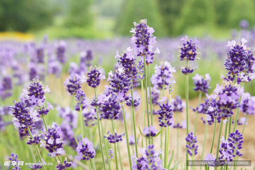 紫色薰衣草