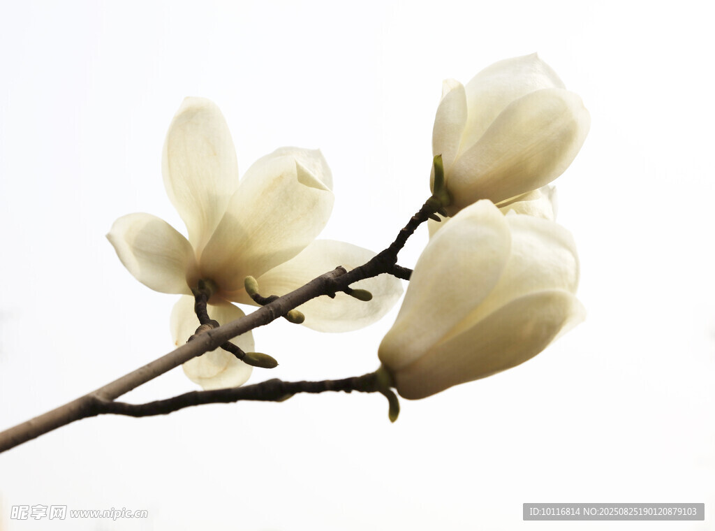 玉兰花枝