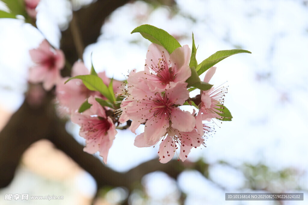 粉桃花