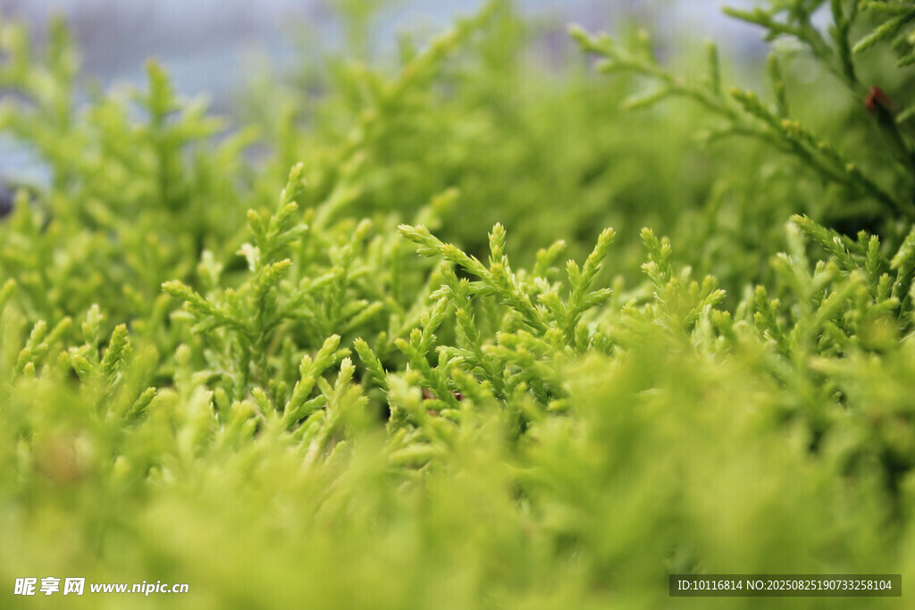 嫩绿草丛