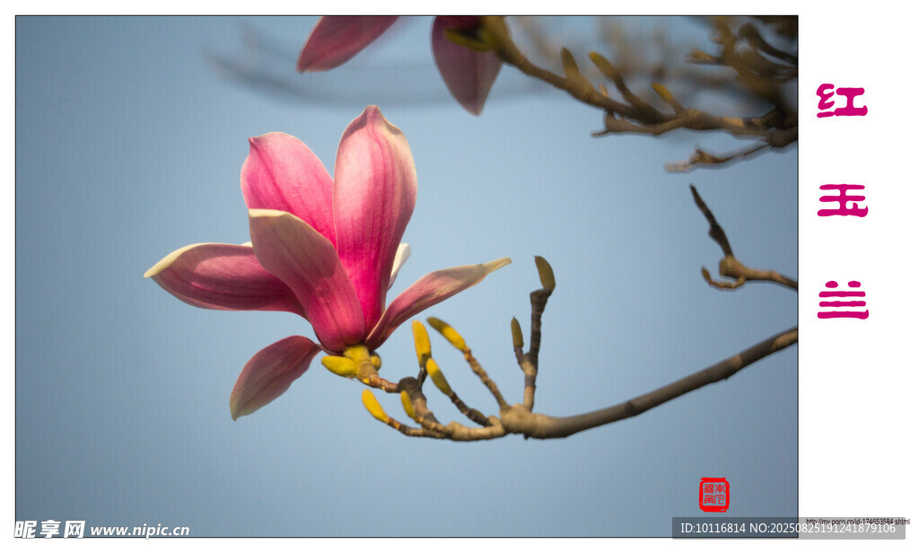 玉兰花