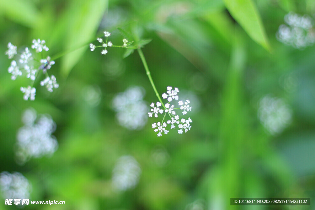 小花绽放
