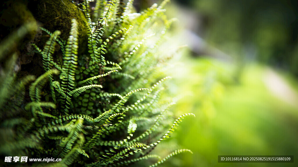 翠绿蕨植物