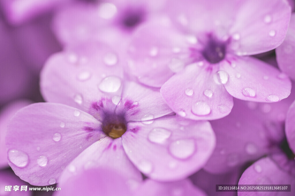 水珠紫色小花