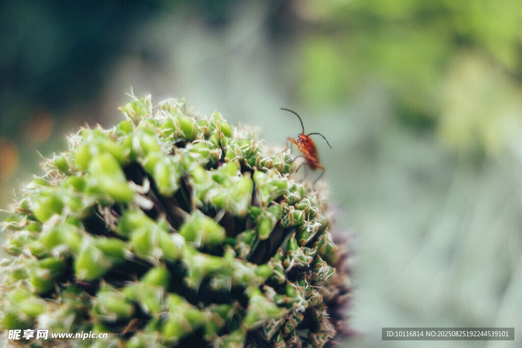绿色植物与小虫