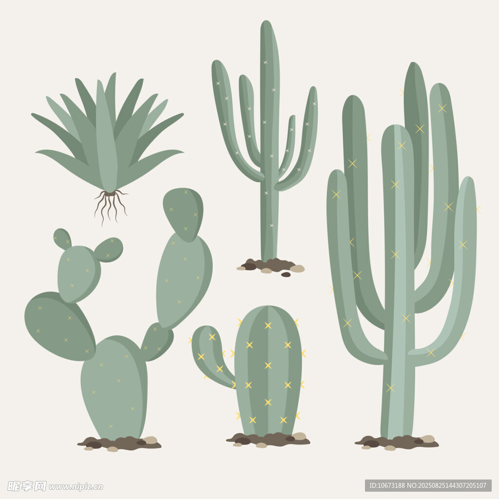 多样仙人掌植物插画