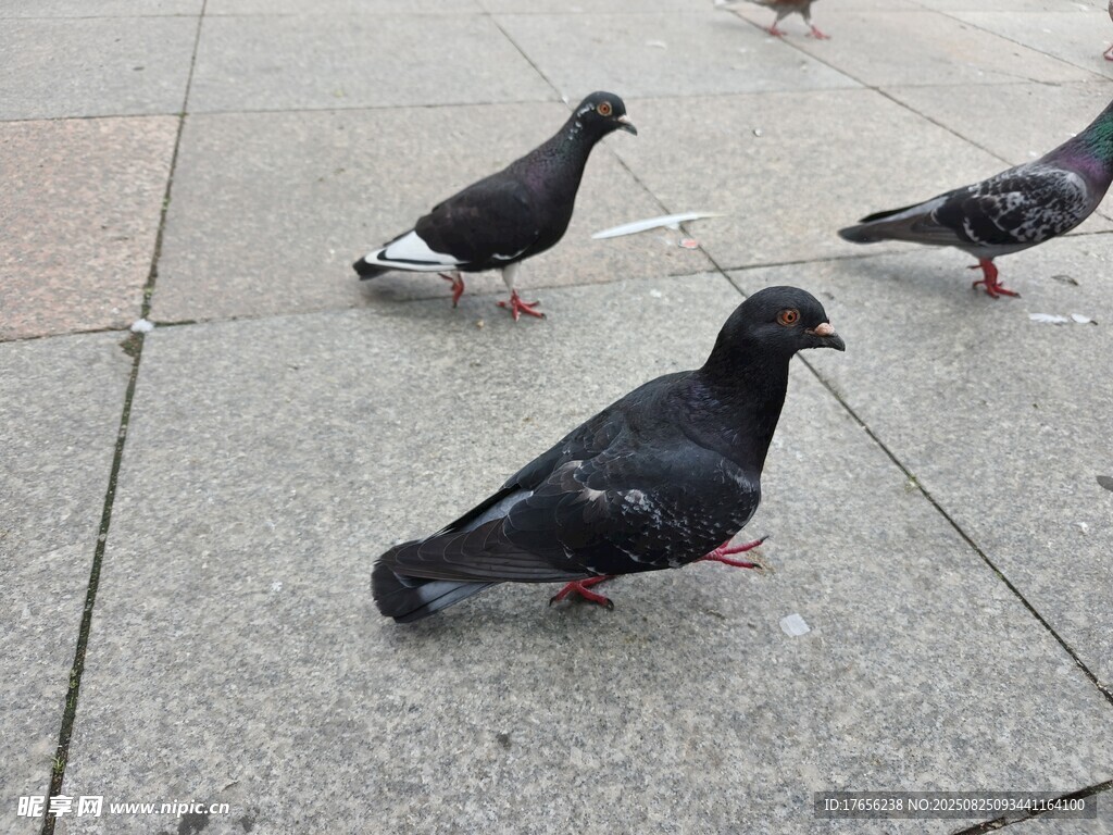 人行道上的几只鸽子
