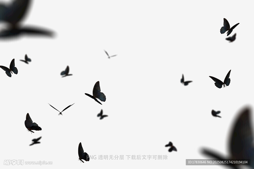 蝴蝶