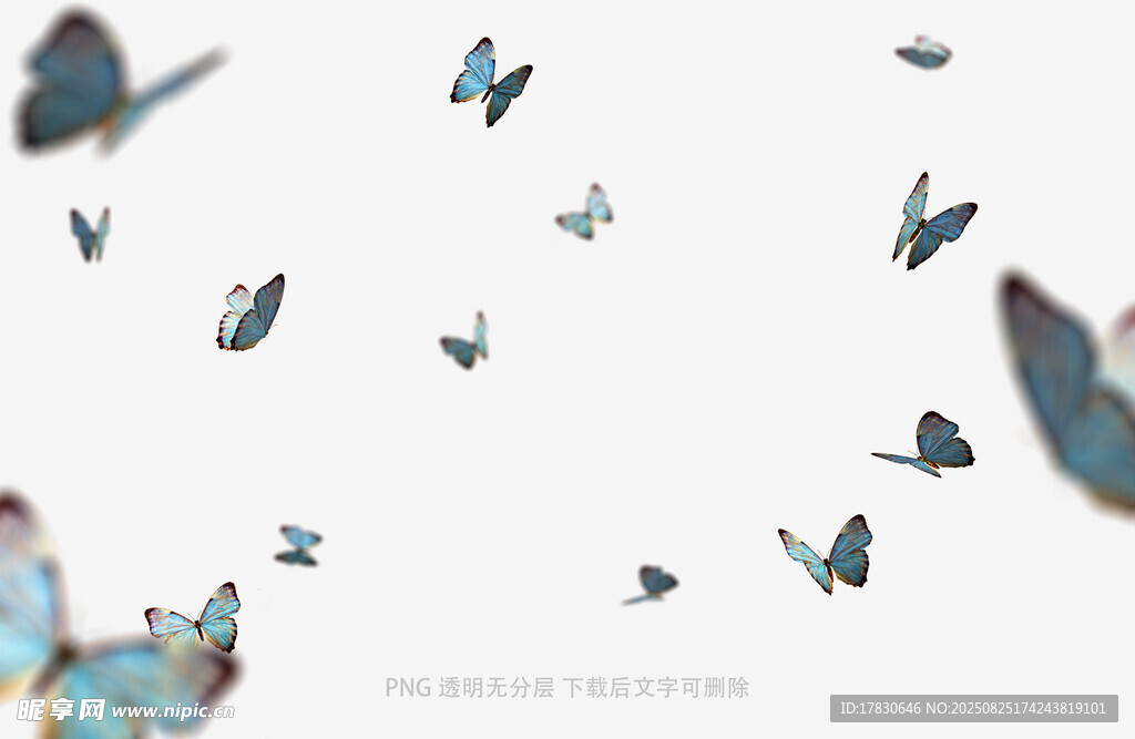 蝴蝶