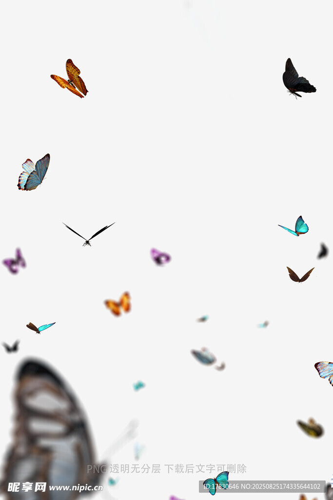 蝴蝶