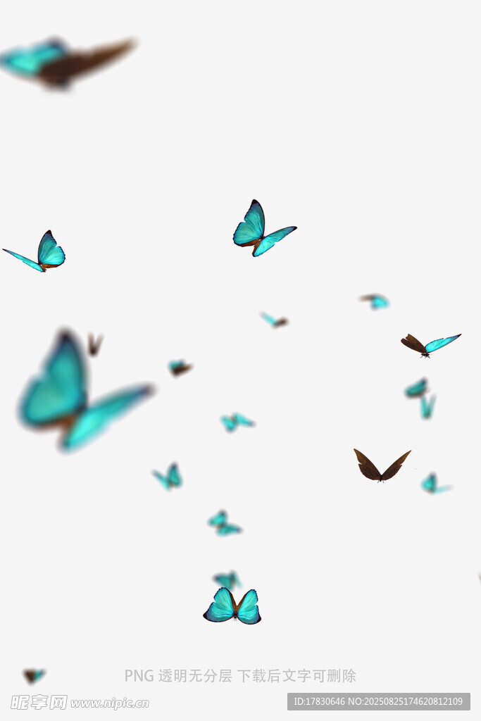 蝴蝶