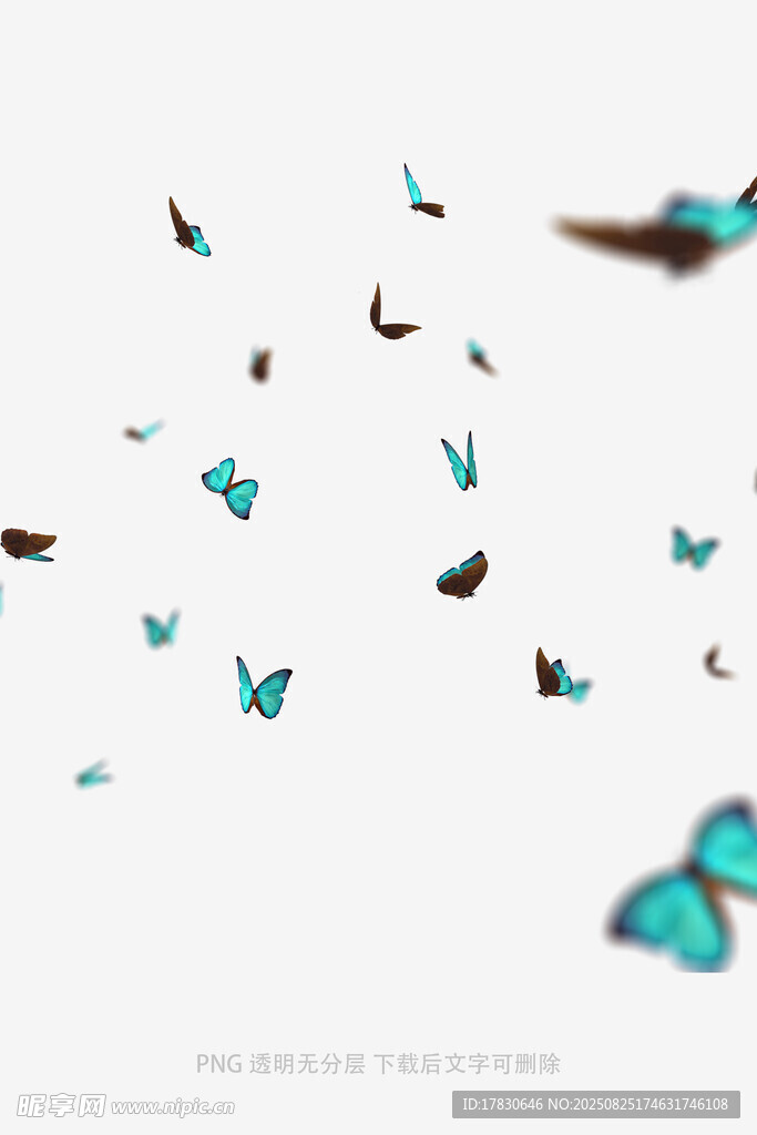 蝴蝶