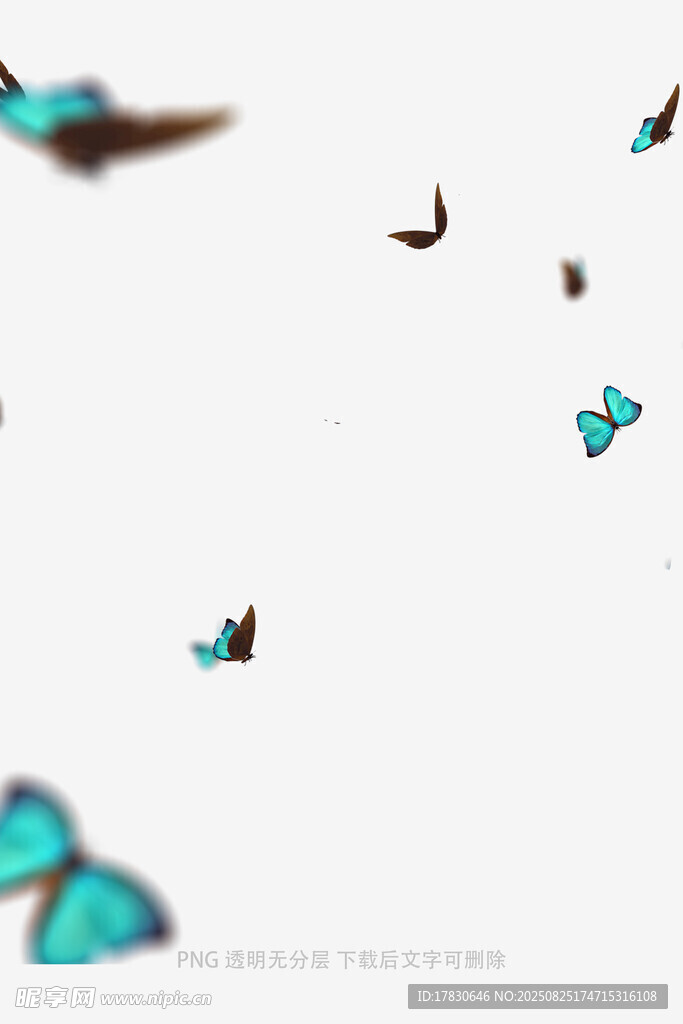 蝴蝶