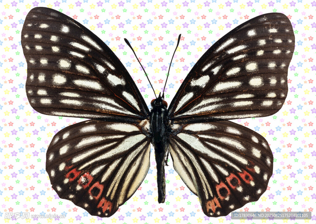 蝴蝶