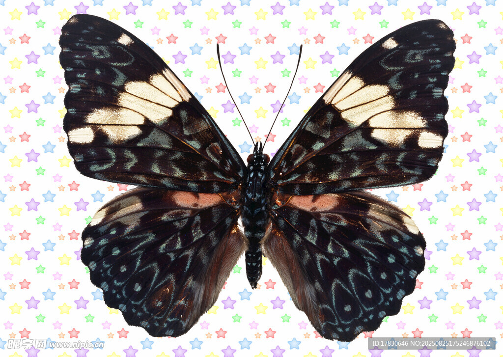 蝴蝶